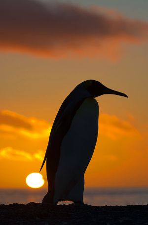 Gold Harbour, South Georgia Island 331.jpg